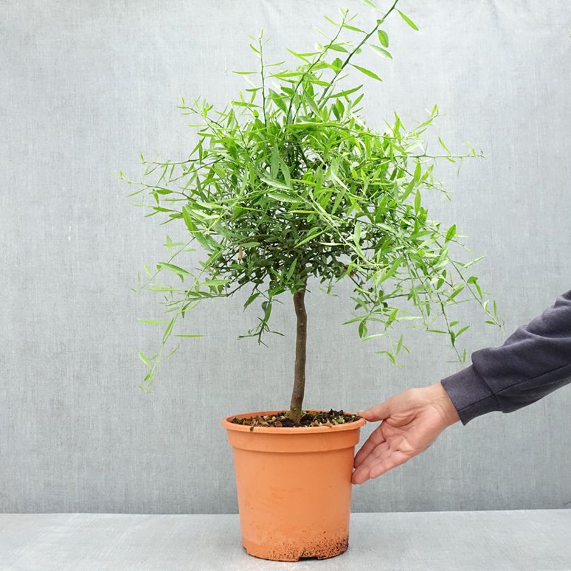 Citrus glauca - Desert lime 6L/7L pot, Quarter standard sample as delivered in spring