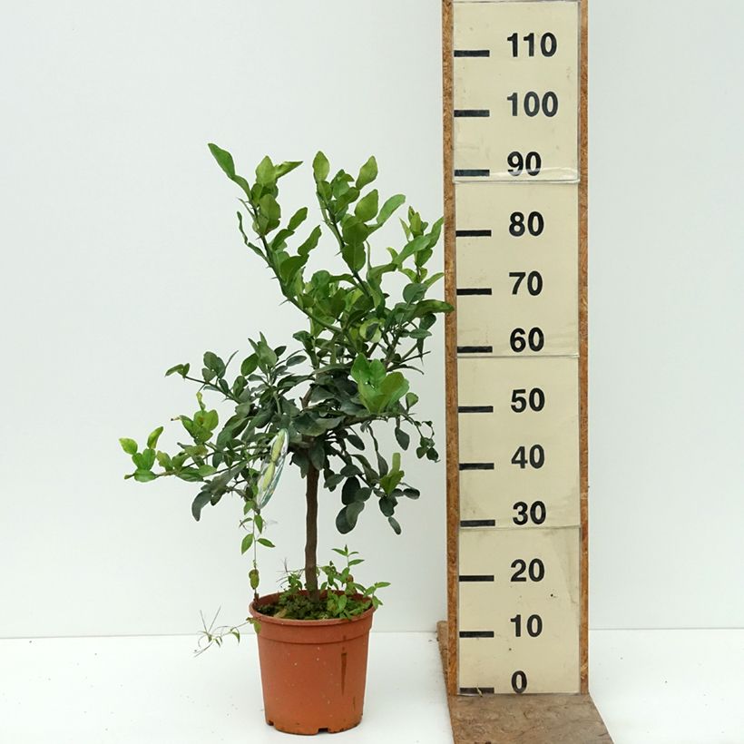 Ichang Papeda - Citrus ichangensis 4L/5L pot, Quarter standard sample as delivered in autumn