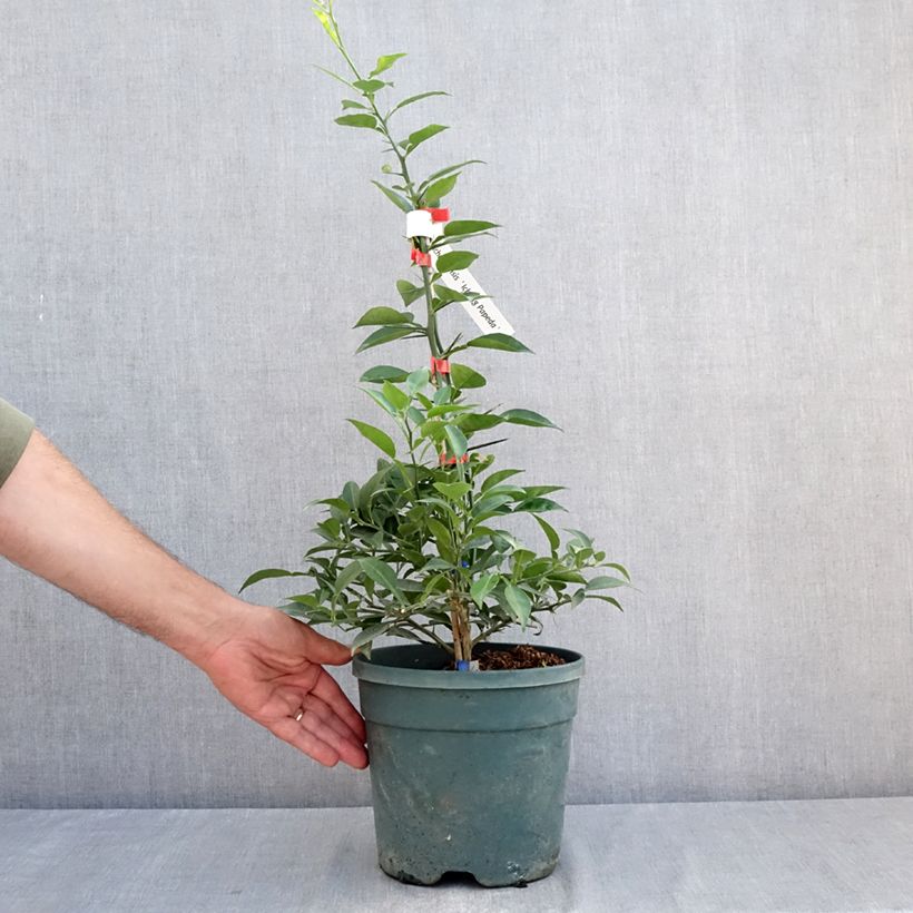 Ichang Papeda - Citrus ichangensis 3L/4L pot, Clump sample as delivered in summer