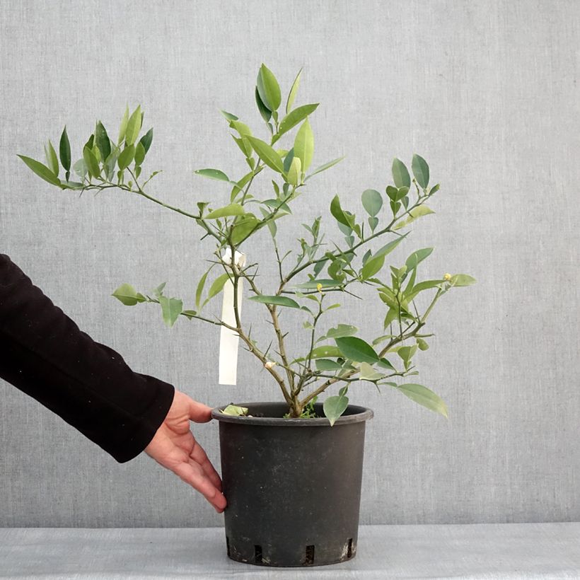 Ichang Papeda - Citrus ichangensis 3L/4L pot, Clump sample as delivered in winter