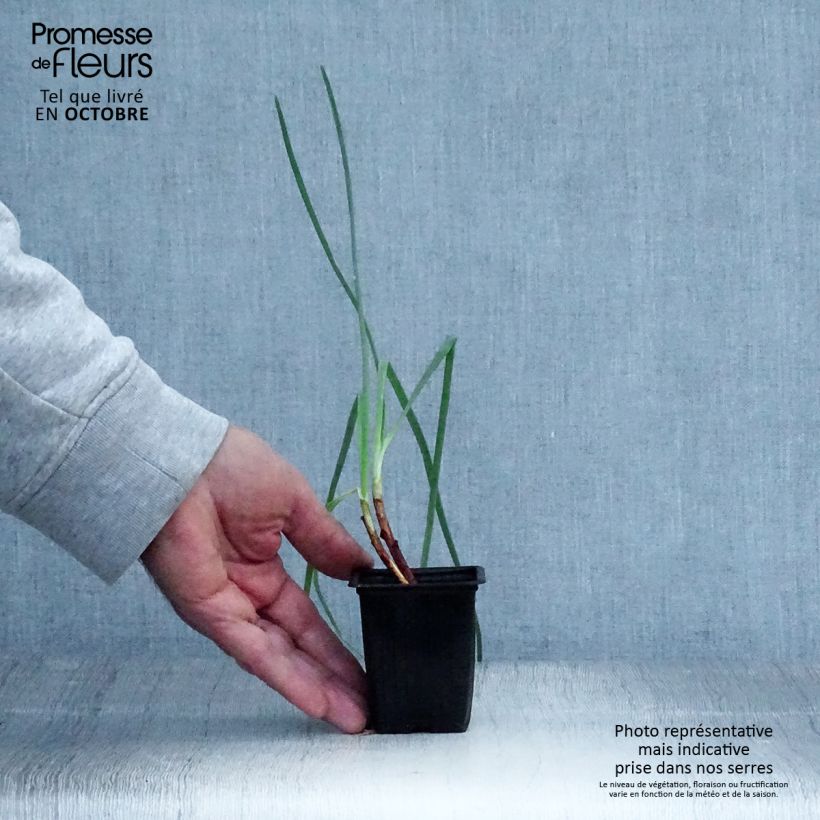 St Jacques Chives - Allium fistulosum 7/8 cm pot sample as delivered in autumn