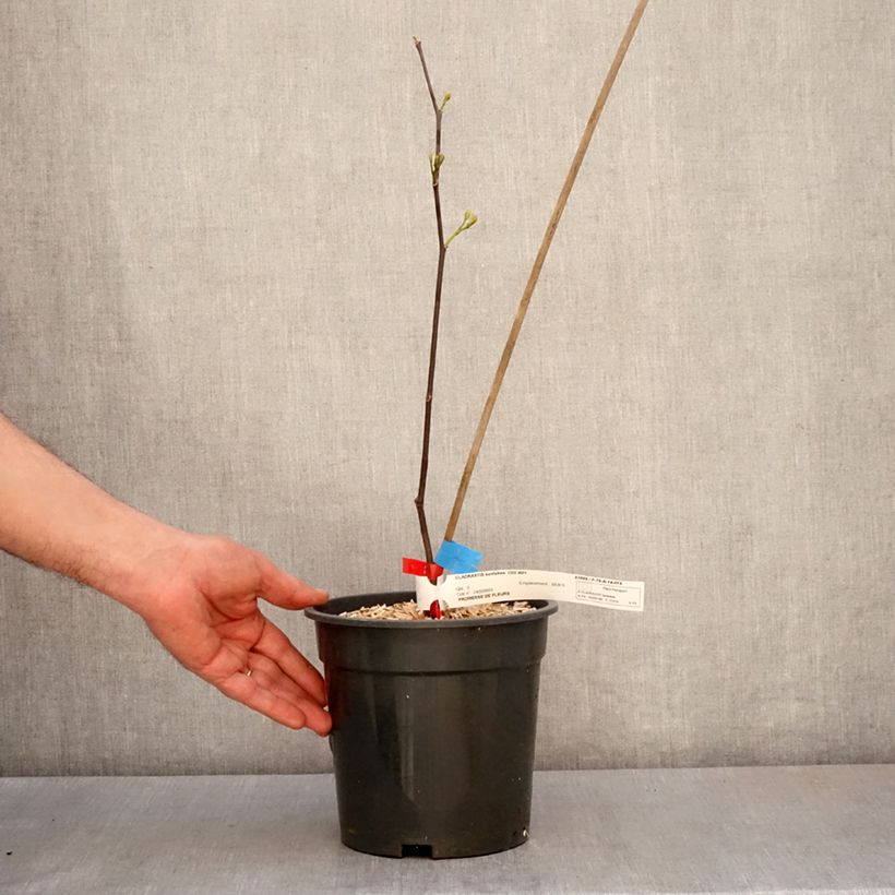 Cladrastis kentukea 3L/4L pot sample as delivered in spring