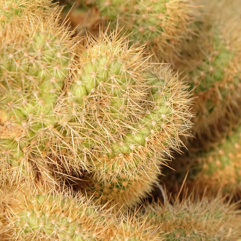 Cleistocactus winteri f. cristata - Golden rat tail cactus (Foliage)