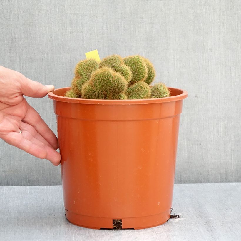 Cleistocactus winteri f. cristata - Golden rat tail cactus 4L/5L pot sample as delivered in autumn