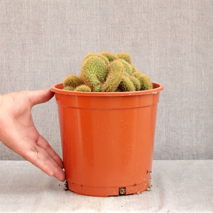 Cleistocactus winteri f. cristata - Golden rat tail cactus 4L/5L pot sample as delivered in summer