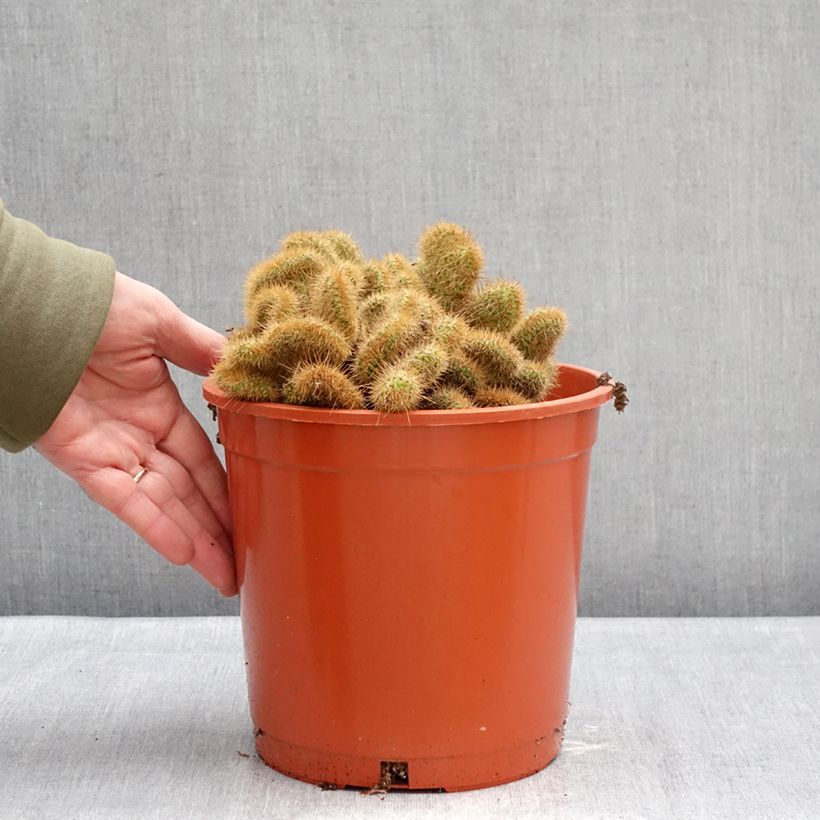 Cleistocactus winteri f. cristata - Golden rat tail cactus 4L/5L pot sample as delivered in winter