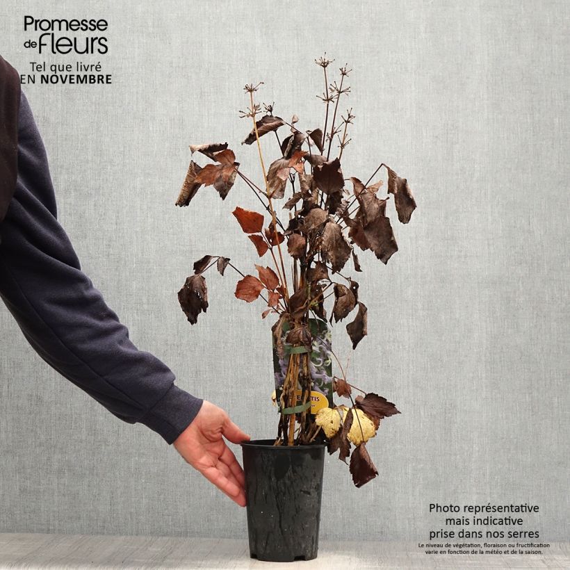 Clematis heracleifolia Cote dAzur 2L/3L pot sample as delivered in autumn