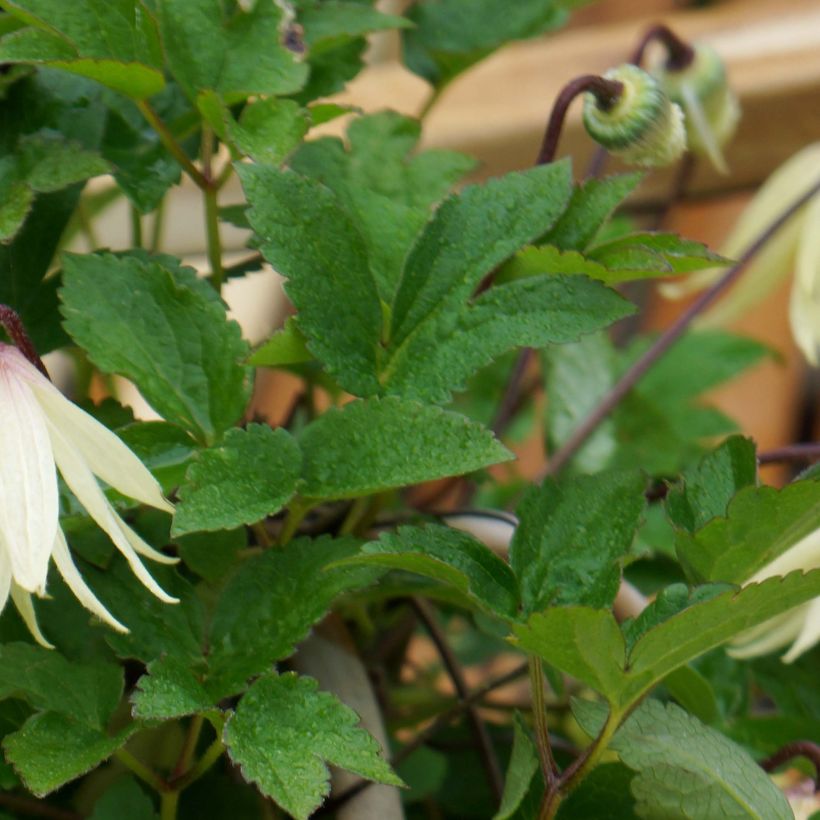 Clematis koreana Amber (Foliage)