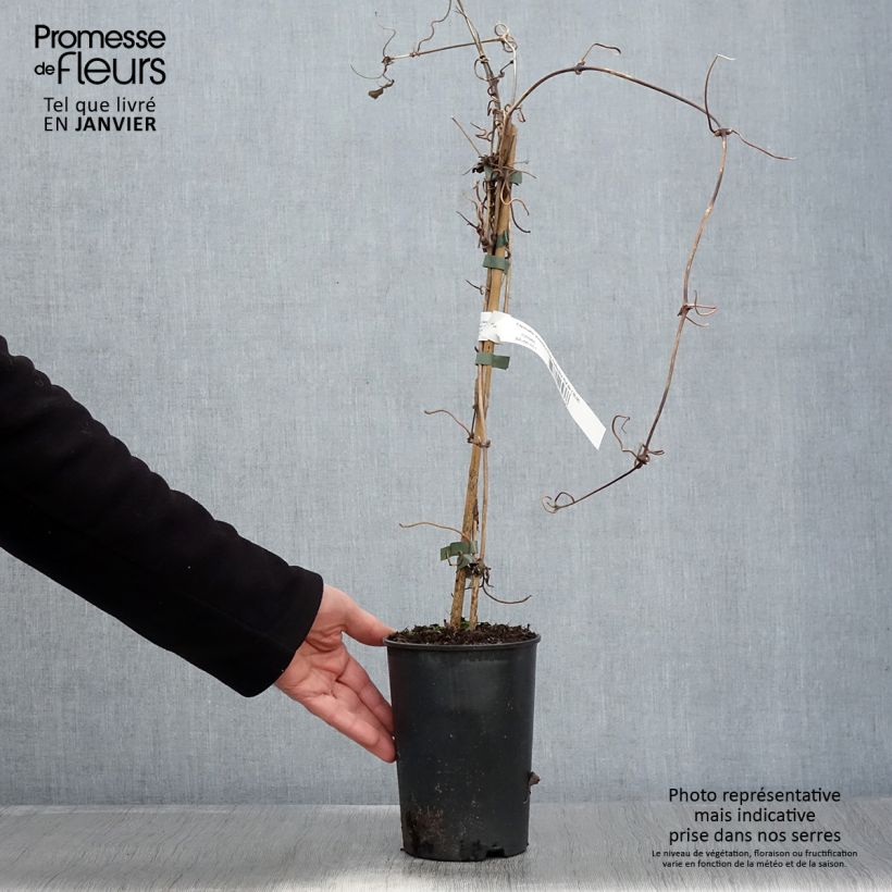 Clematis montana var. rubens Pink Perfection 1.5L/2L pot sample as delivered in winter