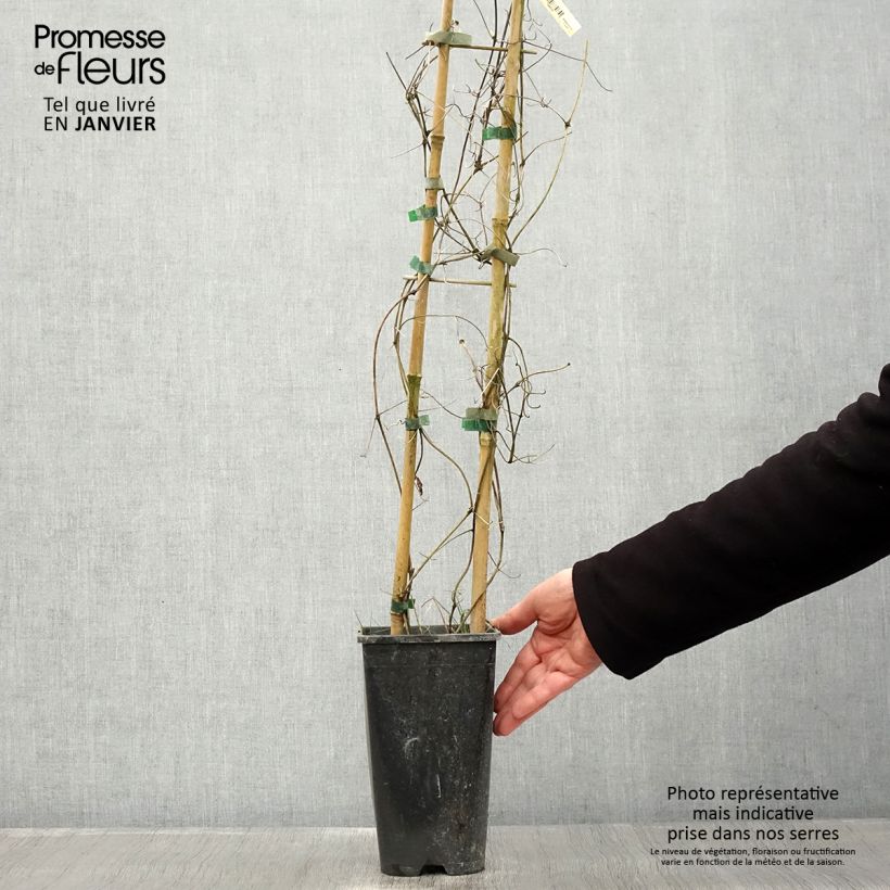 Clematis Bees' Jubilee 2L/3L pot sample as delivered in winter