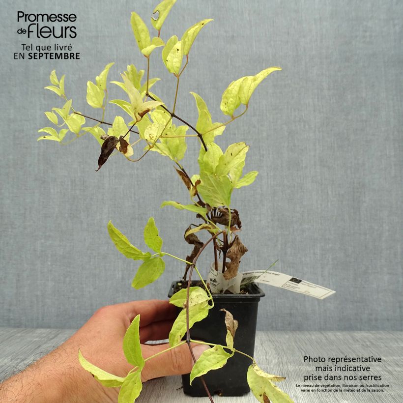 Clematis Blekitny Aniol 8/9 cm pot sample as delivered in autumn
