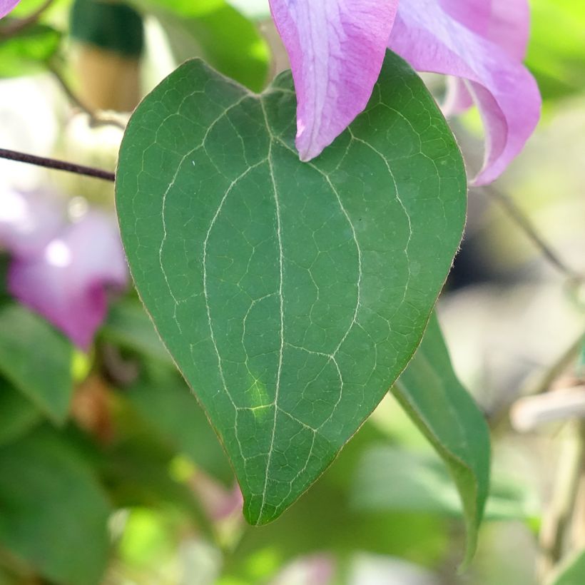 Clematis patens Abilène - Early Large-flowered Clematis (Foliage)
