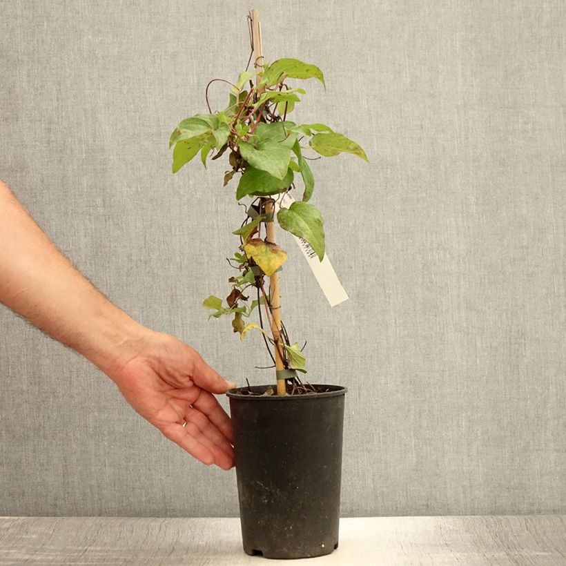 Clematis  Alice Fisk 2L/3L pot sample as delivered in summer