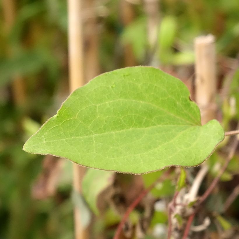Clematis Alice Fisk (Foliage)