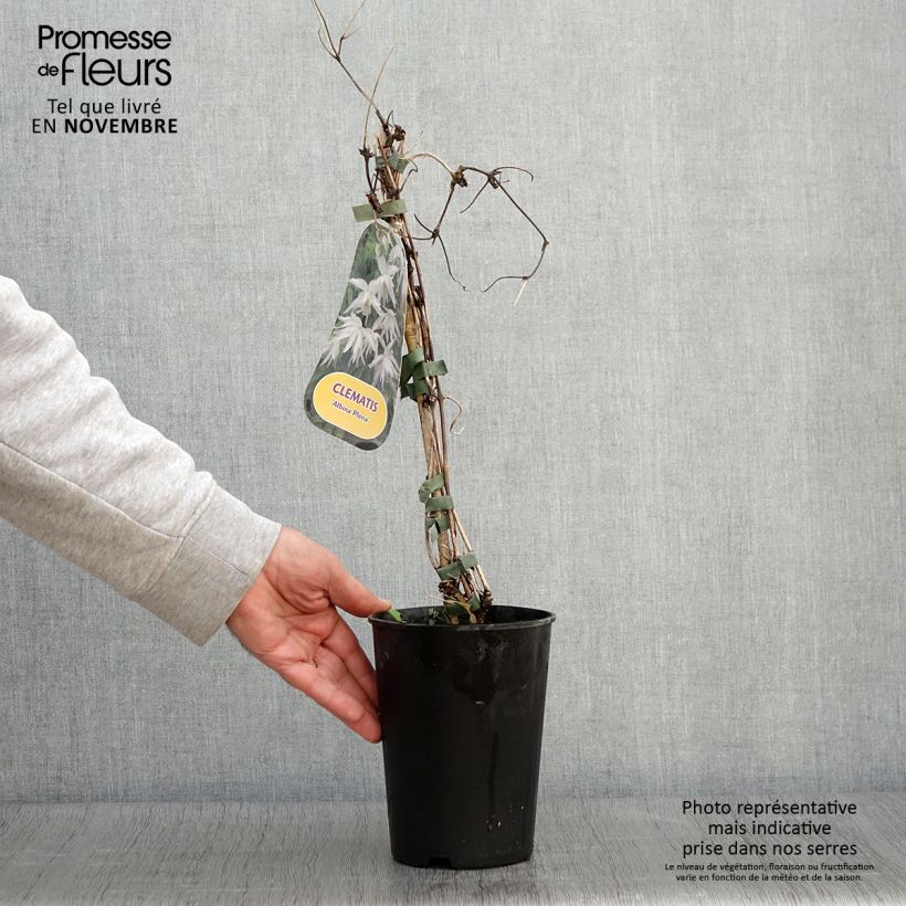 Clematis atragene alpina Plena 2L/3L pot sample as delivered in autumn