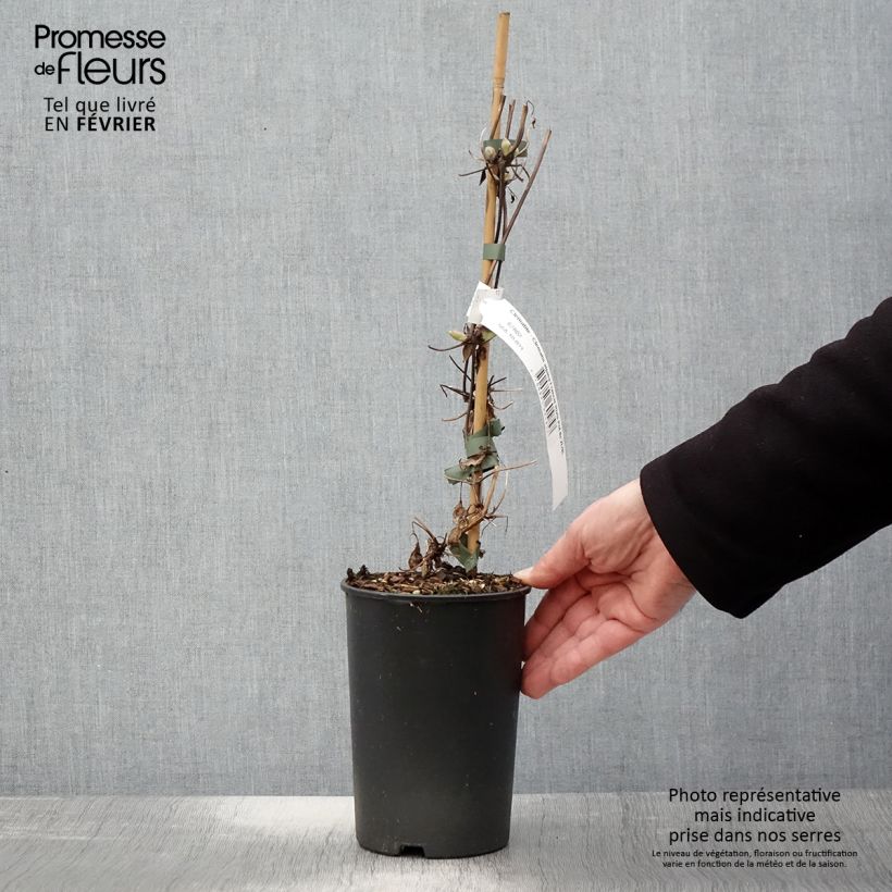 Clematis atragene alpina Francis Rivis 2L/3L pot sample as delivered in winter