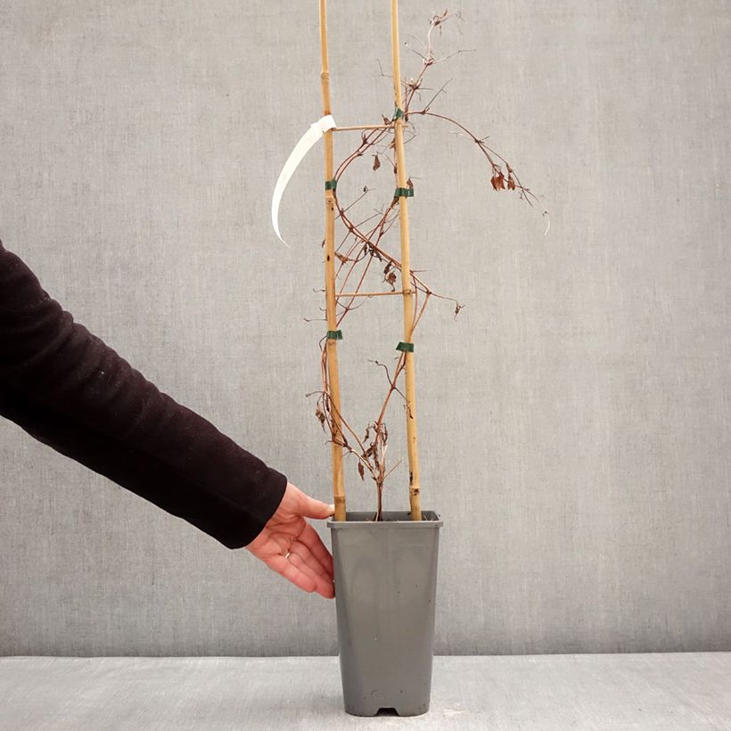 Clematis patens Anna Louise™ Evithree 3L/4L pot sample as delivered in winter