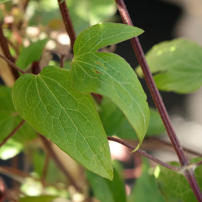 Clematis patens Anna Louise™ Evithree (Foliage)