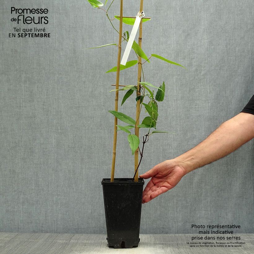 Clematis armandii Hendersonii Rubra - Evergreen Clematis 2L/3L pot sample as delivered in autumn