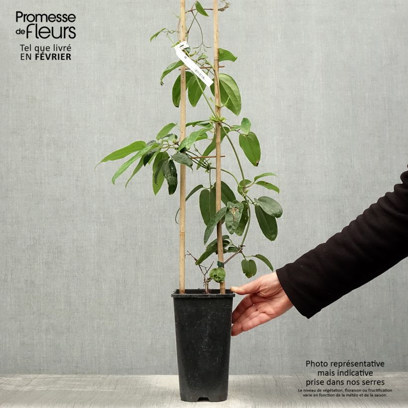 Clematis armandii Hendersonii Rubra - Evergreen Clematis 2L/3L pot sample as delivered in winter