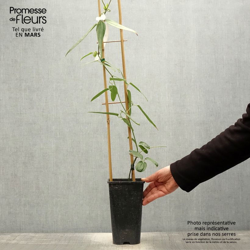 Clematis armandii Hendersonii Rubra - Evergreen Clematis 2L/3L pot sample as delivered in spring