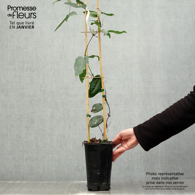 Clematis armandii Little White Charm - Evergreen Clematis 2L/3L pot sample as delivered in winter