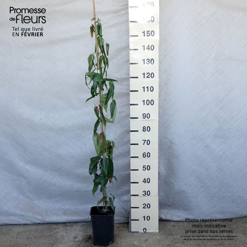 Clematis armandii - Evergreen Clematis 4L/5L pot sample as delivered in winter