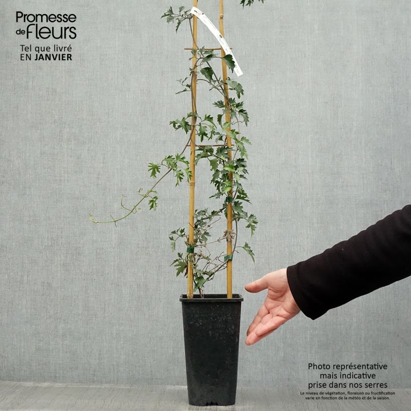 Clematis x indivisa Avalanche 2L/3L pot sample as delivered in winter