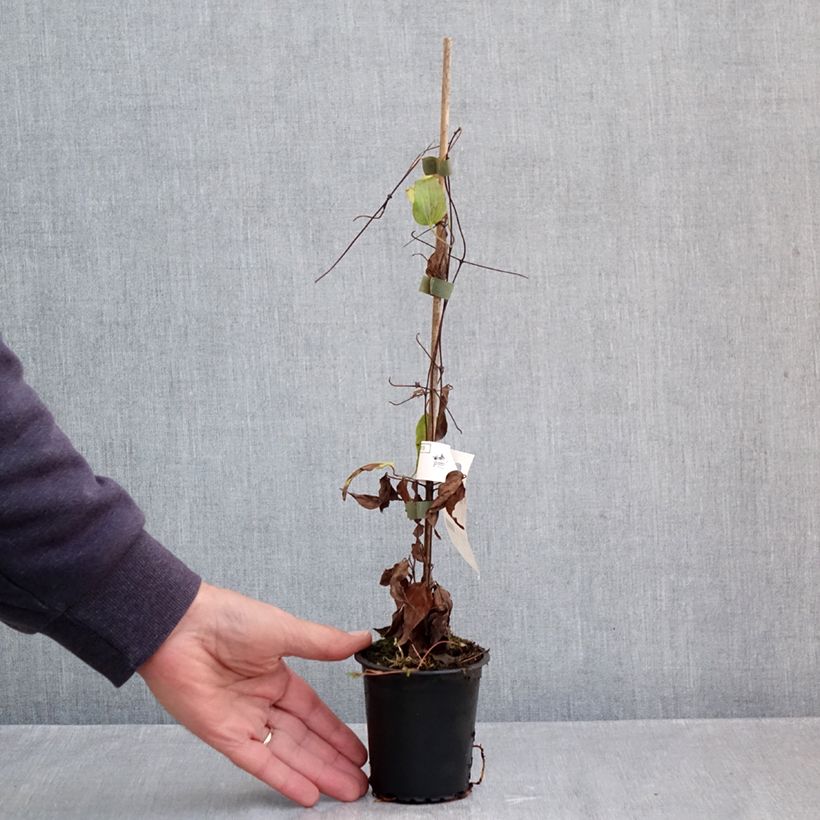 Clematis  Barbara Harrington® 8/9 cm pot sample as delivered in autumn