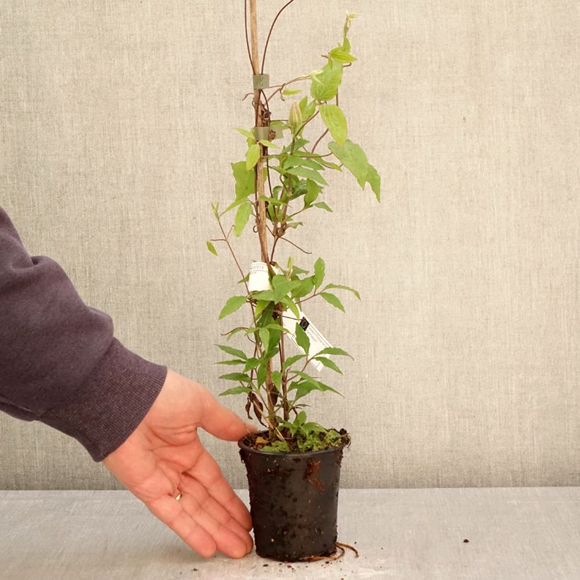 Clematis  Barbara Harrington® 8/9 cm pot sample as delivered in spring