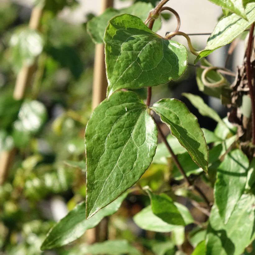 Clematis  Barbara Harrington® (Foliage)