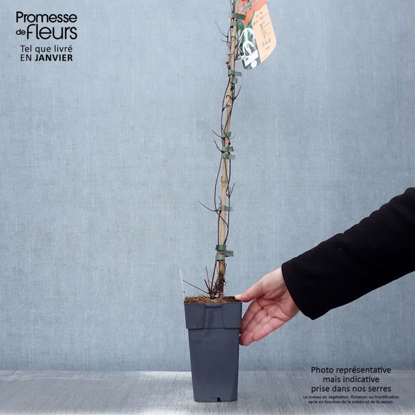 Example of Clematis x patens Beautiful Bride - Early Large-flowered Clematis 2L/3L pot as you get in hiver