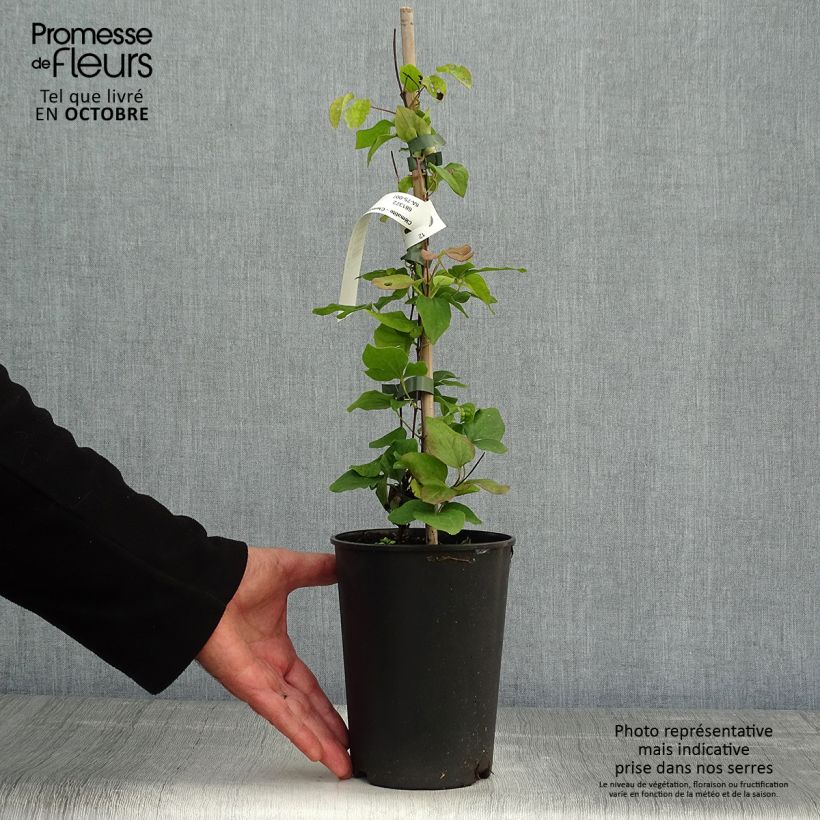 Clematis patens Blue Light - Early Large-flowered Clematis 1.5L/2L pot sample as delivered in autumn