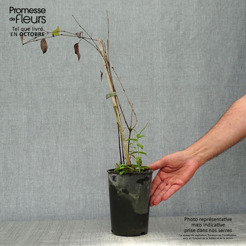 Clematis diversifolia Blue pirouette 2L/3L pot sample as delivered in autumn