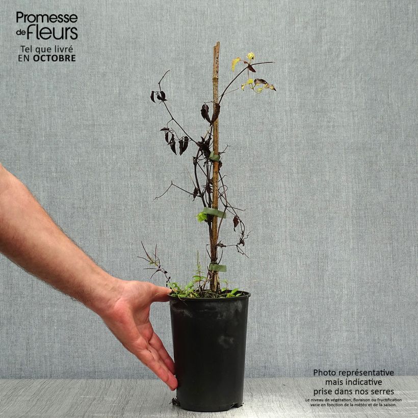 Clematis patens Caroline - Early Large-flowered Clematis 2L/3L pot sample as delivered in autumn