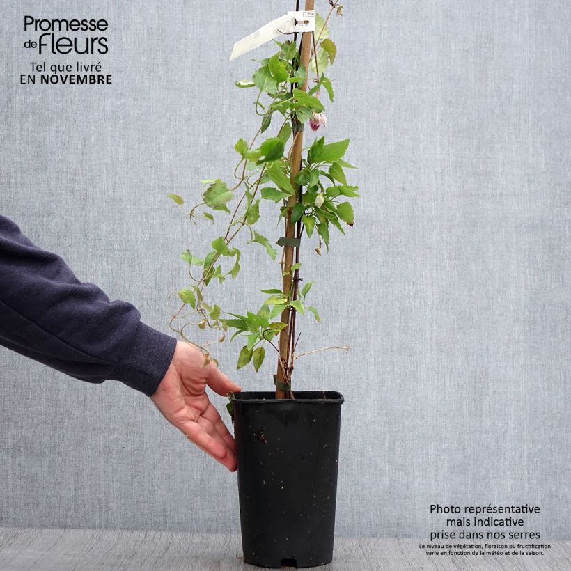 Clematis cirrhosa Lansdowne Gem 2L/3L pot sample as delivered in autumn