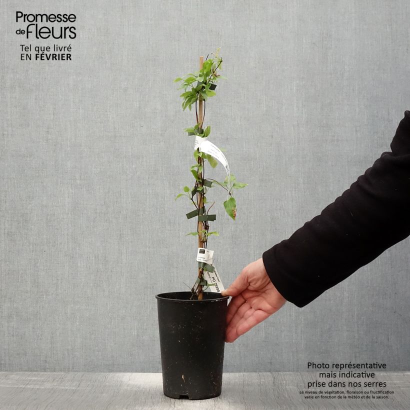 Clematis cirrhosa Lansdowne Gem 2L/3L pot sample as delivered in winter