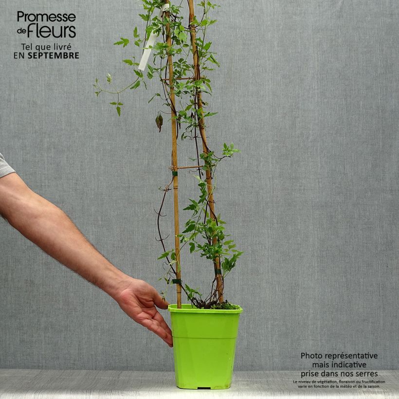 Clematis cirrhosa Winter Parasol 2L/3L pot sample as delivered in autumn