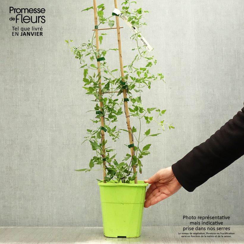 Clematis cirrhosa Winter Parasol 2L/3L pot sample as delivered in winter