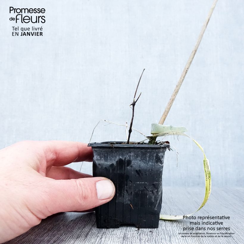 Clematis patens Comtesse de Bouchaud 8/9 cm pot sample as delivered in winter