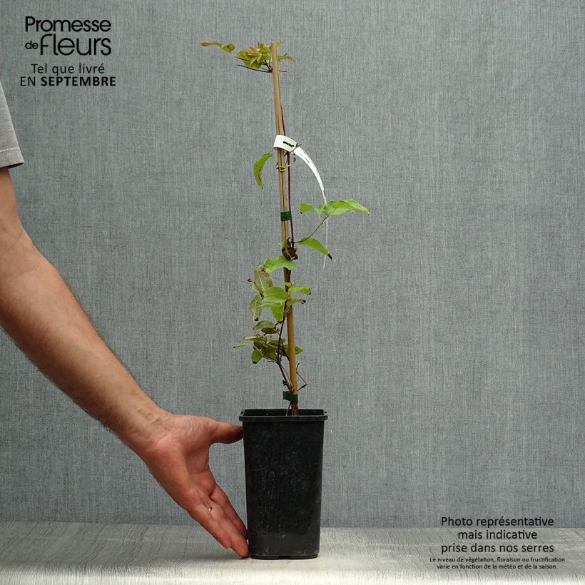 Clematis patens Royal Crown 1.5L/2L pot sample as delivered in autumn