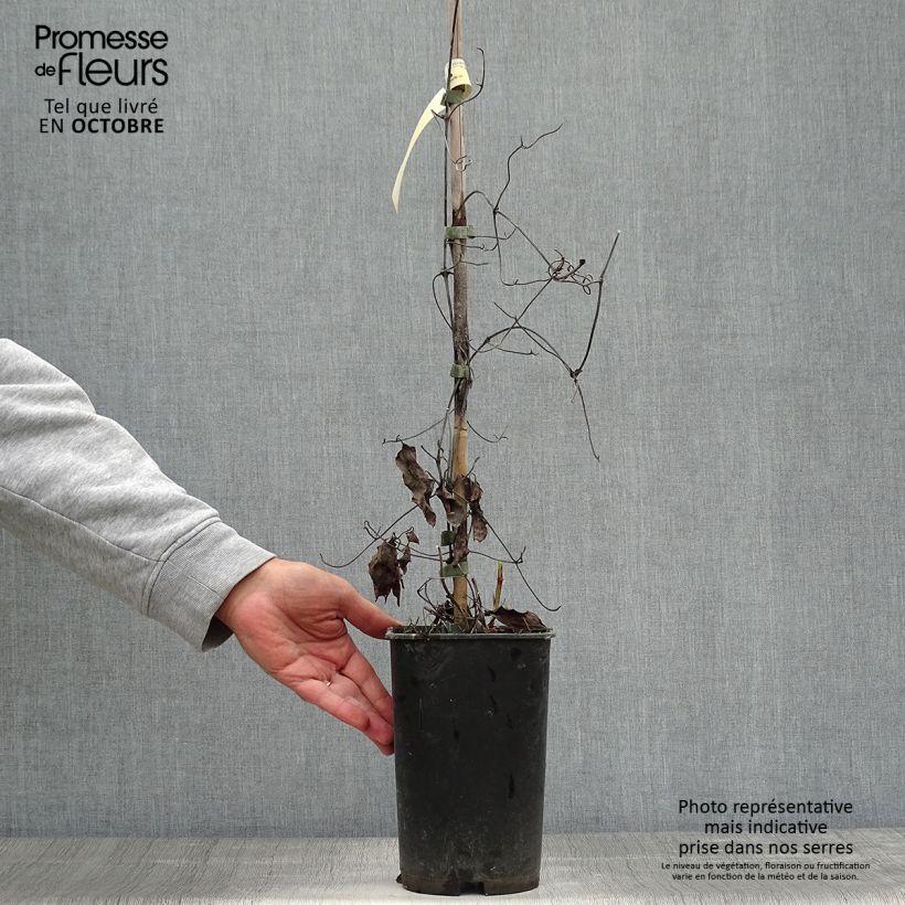 Clematis patens Crystal Fountain 2L/3L pot sample as delivered in autumn