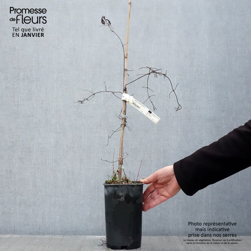 Clematis patens Crystal Fountain 2L/3L pot sample as delivered in winter