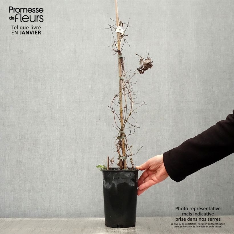 Clematis patens Diamantina 2L/3L pot sample as delivered in winter