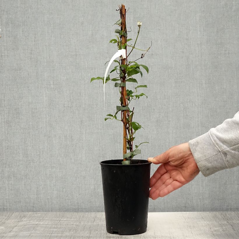 Clematis diversifolia Stella Bella 1.5L/2L pot sample as delivered in spring