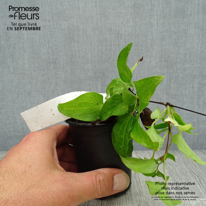 Clematis patens Doctor Ruppel 8/9 cm pot sample as delivered in autumn