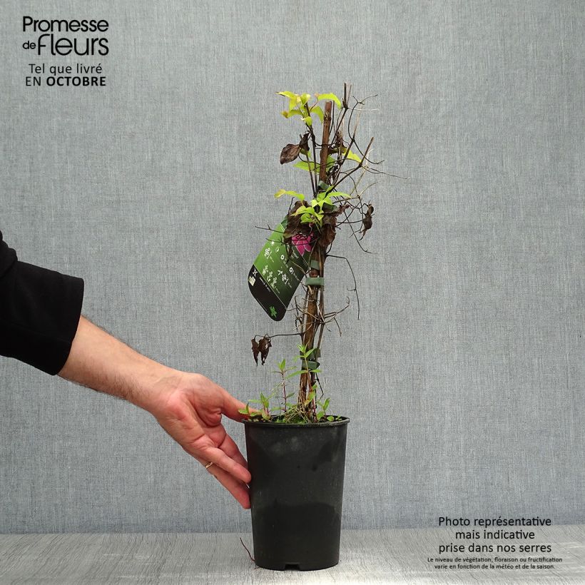 Clematis patens Doctor Ruppel 2L/3L pot sample as delivered in autumn