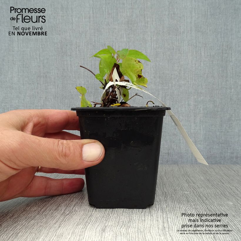 Clematis patens Duchess of Edinburgh 8/9 cm pot sample as delivered in autumn