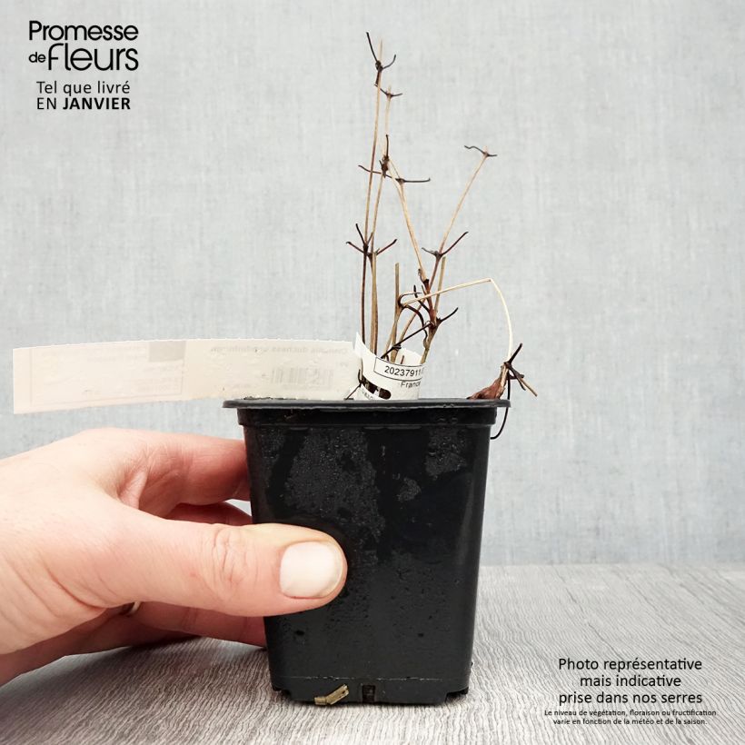 Clematis patens Duchess of Edinburgh 8/9 cm pot sample as delivered in winter