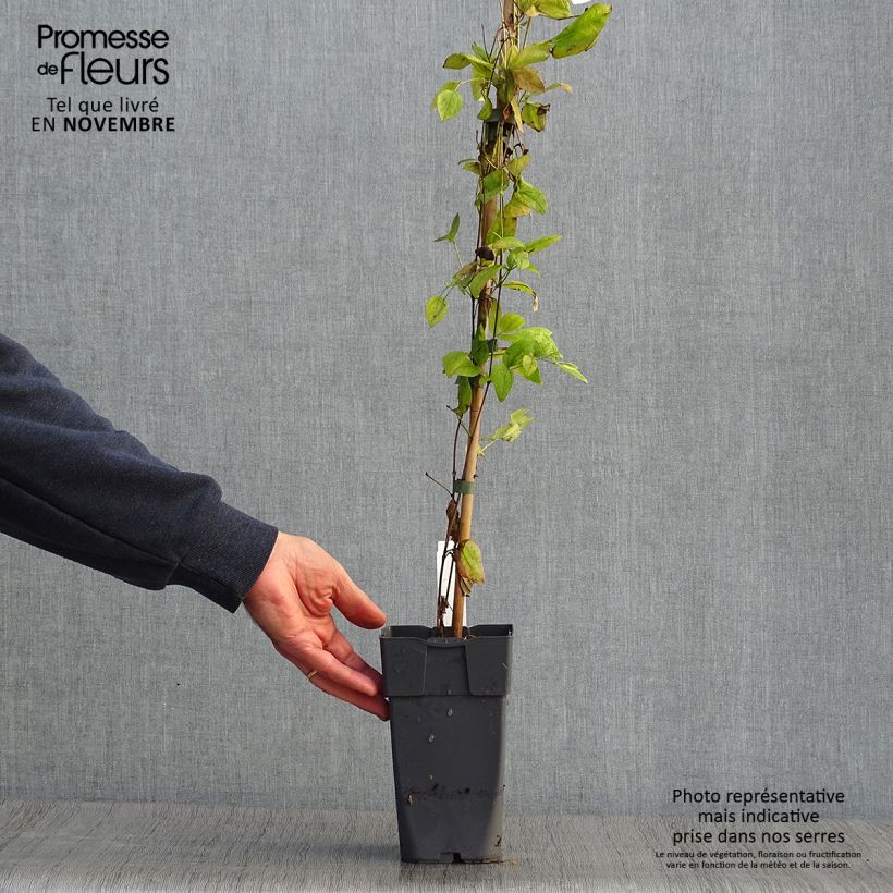 Clematis integrifolia x viticella Eriostemon 2L/3L pot sample as delivered in autumn